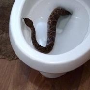 Can Snakes Really Come Up a Toilet Pipe?